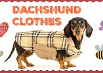 Dachshund Clothes