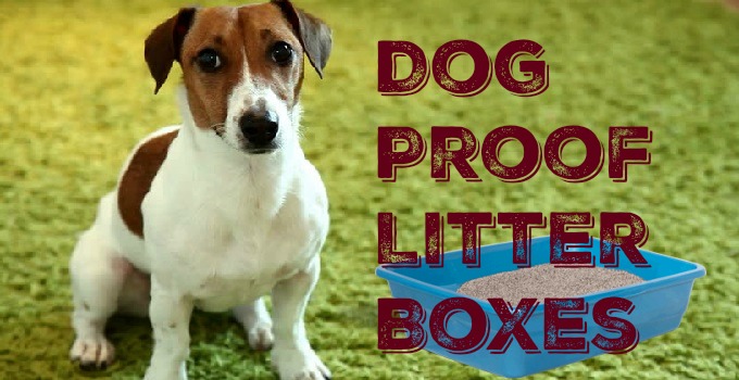 The Best Dog Proof Litter Boxes | How To Keep Dogs Out Of Cat Litter