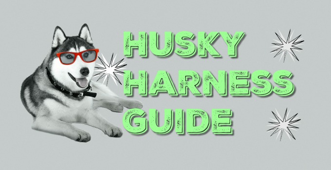 Sled Pulling & No Pull Harnesses For Huskies | Husky Harness Guide